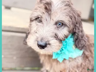 Mini Sheepadoodle dogs Mint - Ad 7