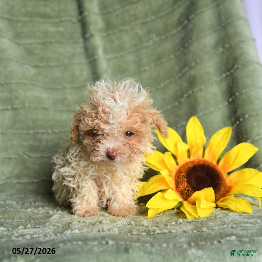 Toy Poodle dogs Koala - Ad 2