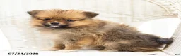 Pomeranian dogs for sale: Ashley - Ad 4