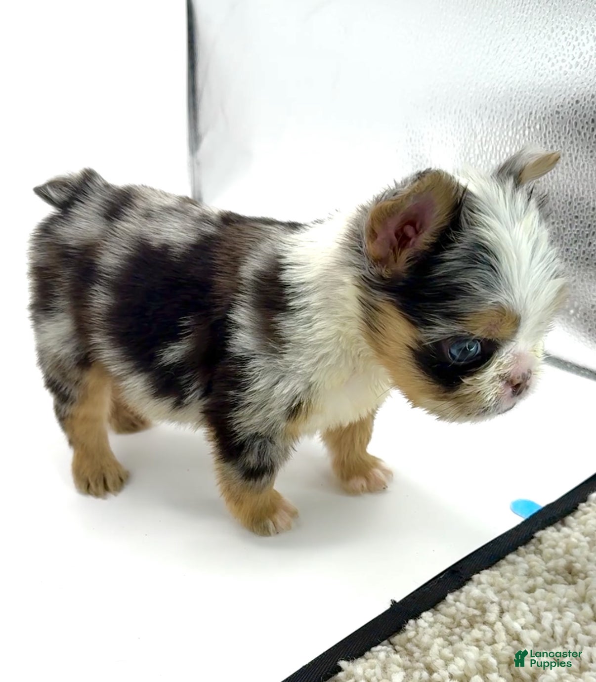 French Bulldog dogs French Bulldog Puppy 1 - Ad 28