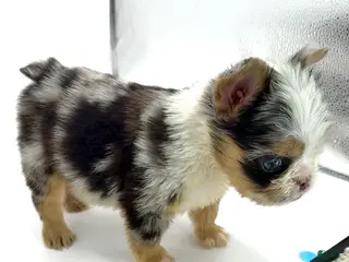 French Bulldog dogs French Bulldog Puppy 1 - Ad 2