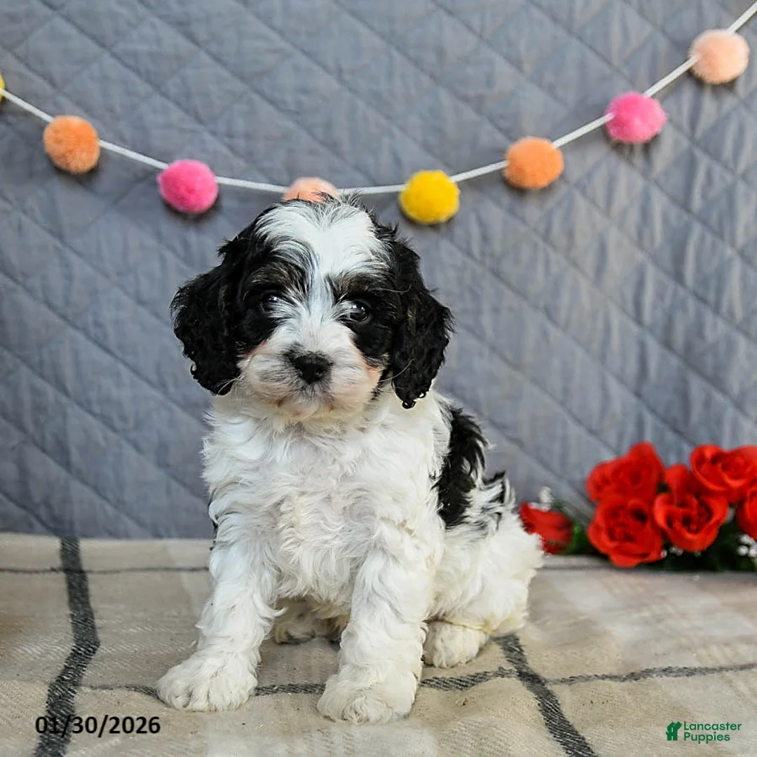 Cavapoo dogs for sale: Custard - Ad 1