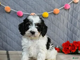 Cavapoo dogs Custard - Ad 7