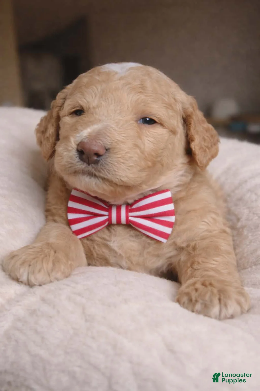 Mini Goldendoodle dogs for sale: Mini Goldendoodle Male 3 - Ad 2