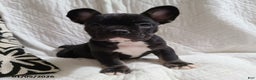 French Bulldog dogs for sale: Flint - Ad 6