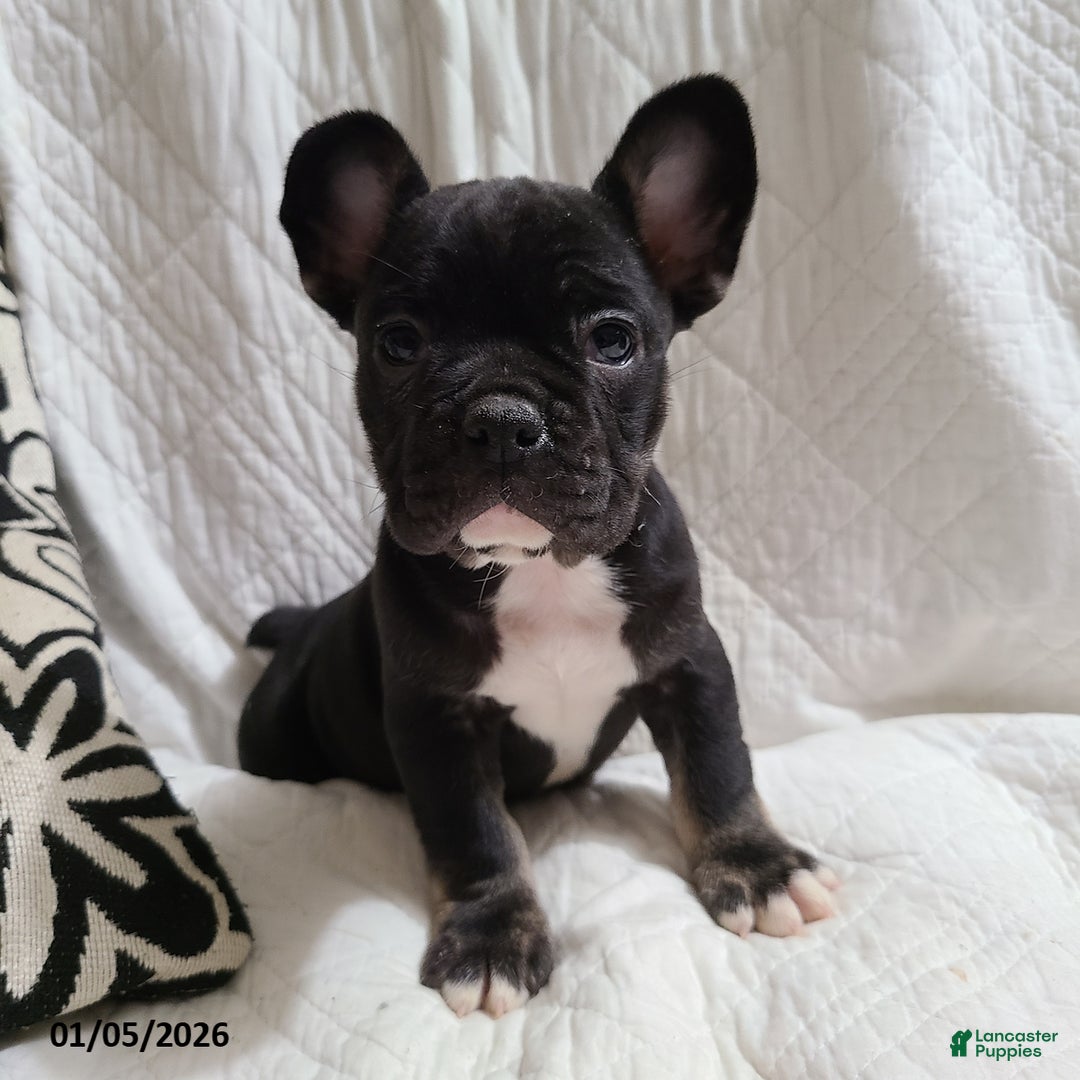 French Bulldog dogs for sale: Flint - Ad 6