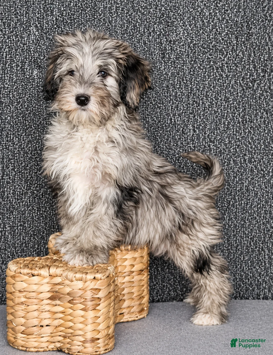 Mixed Breed dogs for sale: Parker - Ad 5