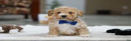 Bichpoo dogs for sale: Austin - Ad 2