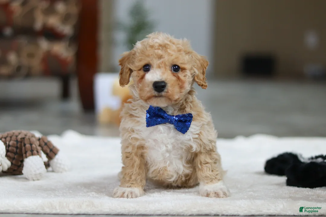 Bichpoo dogs for sale: Austin - Ad 2