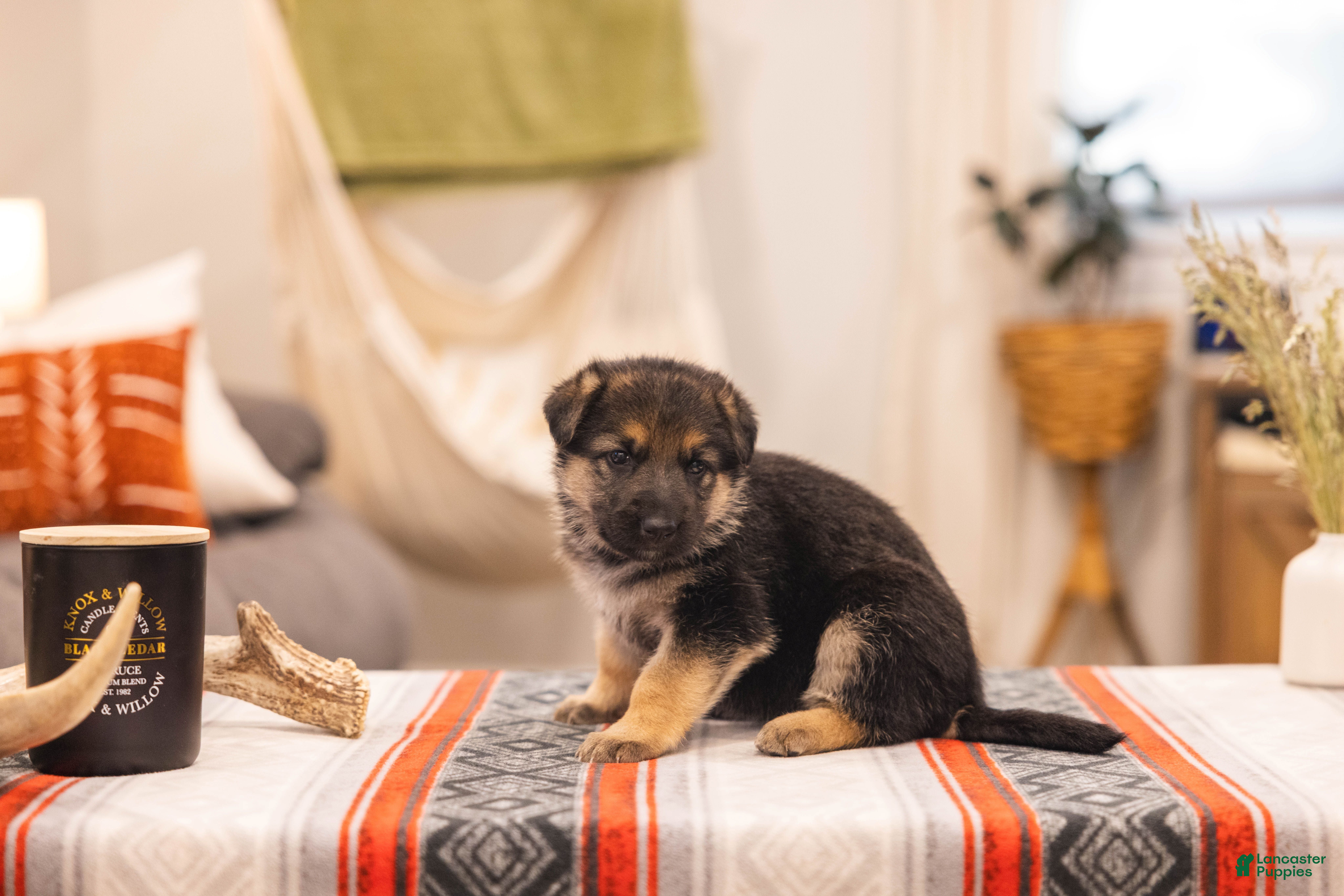 German Shepherd dogs Berry - Ad 4