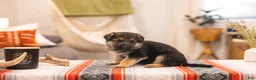 German Shepherd dogs for sale: Berry - Ad 1