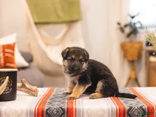 German Shepherd dogs Berry - Ad 4