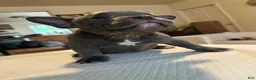American Bully dogs for sale: Haze - Ad 4