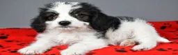 Mixed Breed dogs for sale: Lance - Ad 4