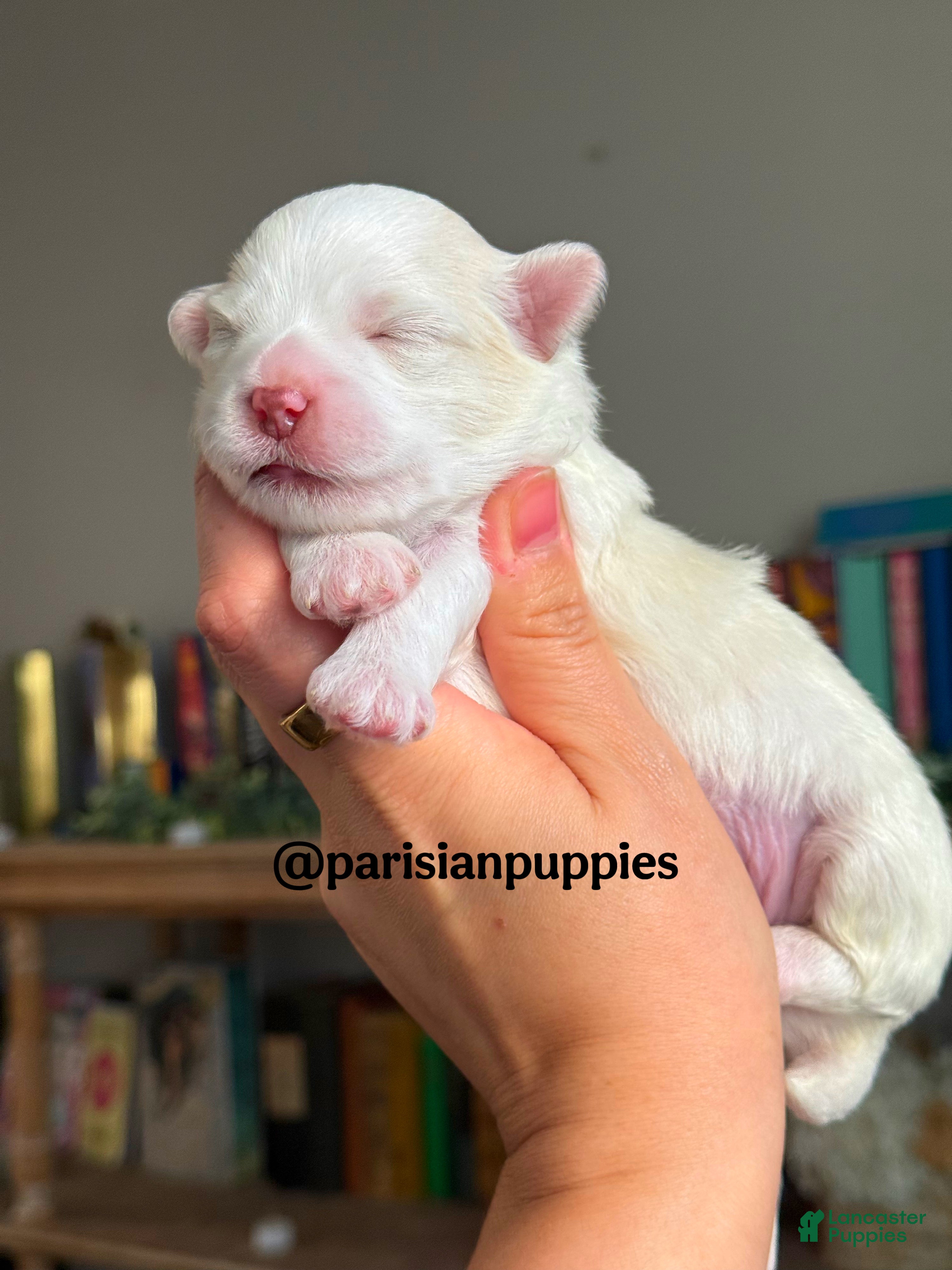 Shihpoo dogs Kodiak - Ad 12