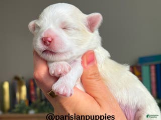 Shihpoo dogs Kodiak - Ad 14