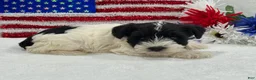 Miniature Schnauzer dogs for sale: Piper Male 2 - Ad 3