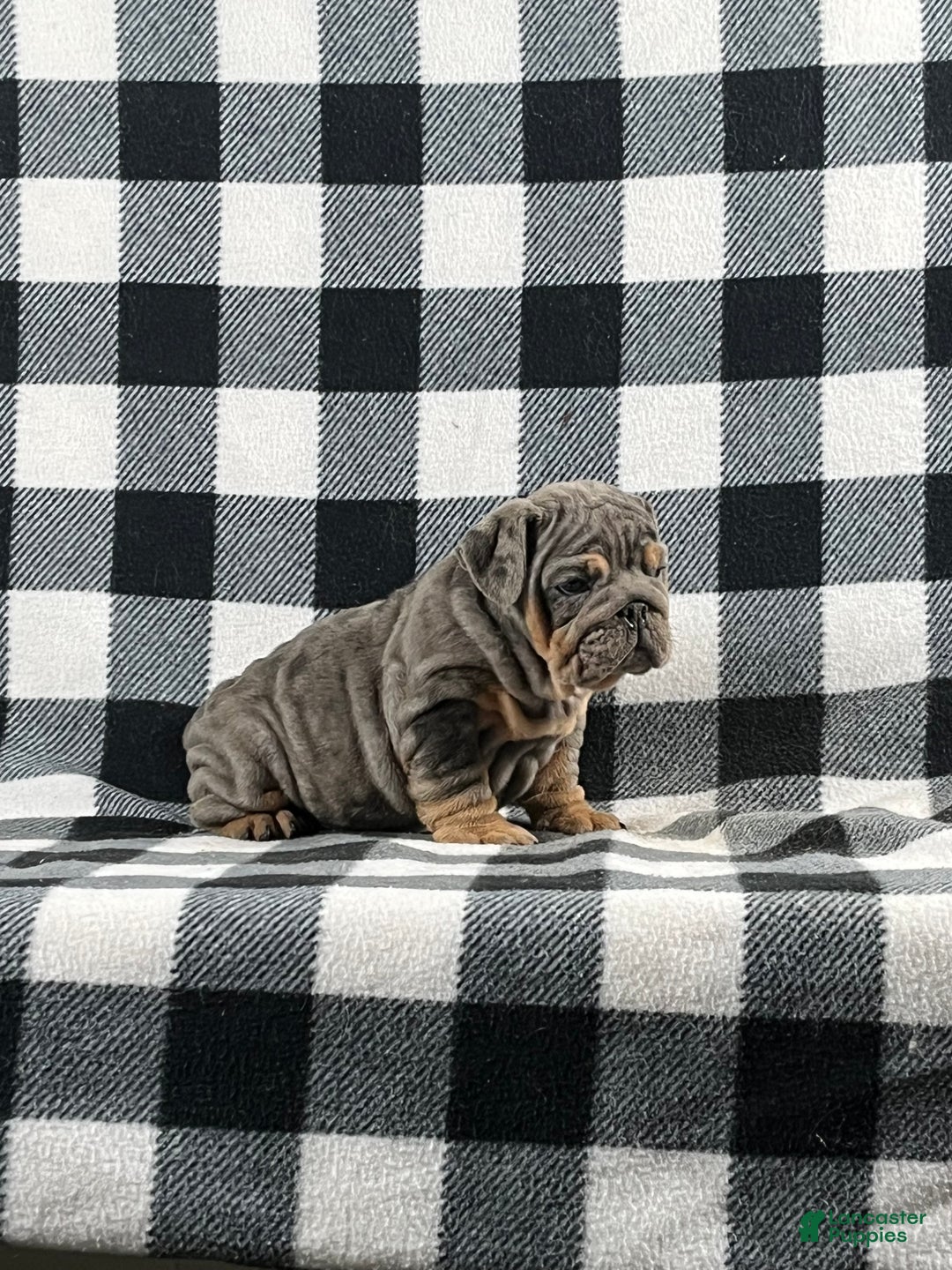 English Bulldog dogs for sale: Tera - Ad 1