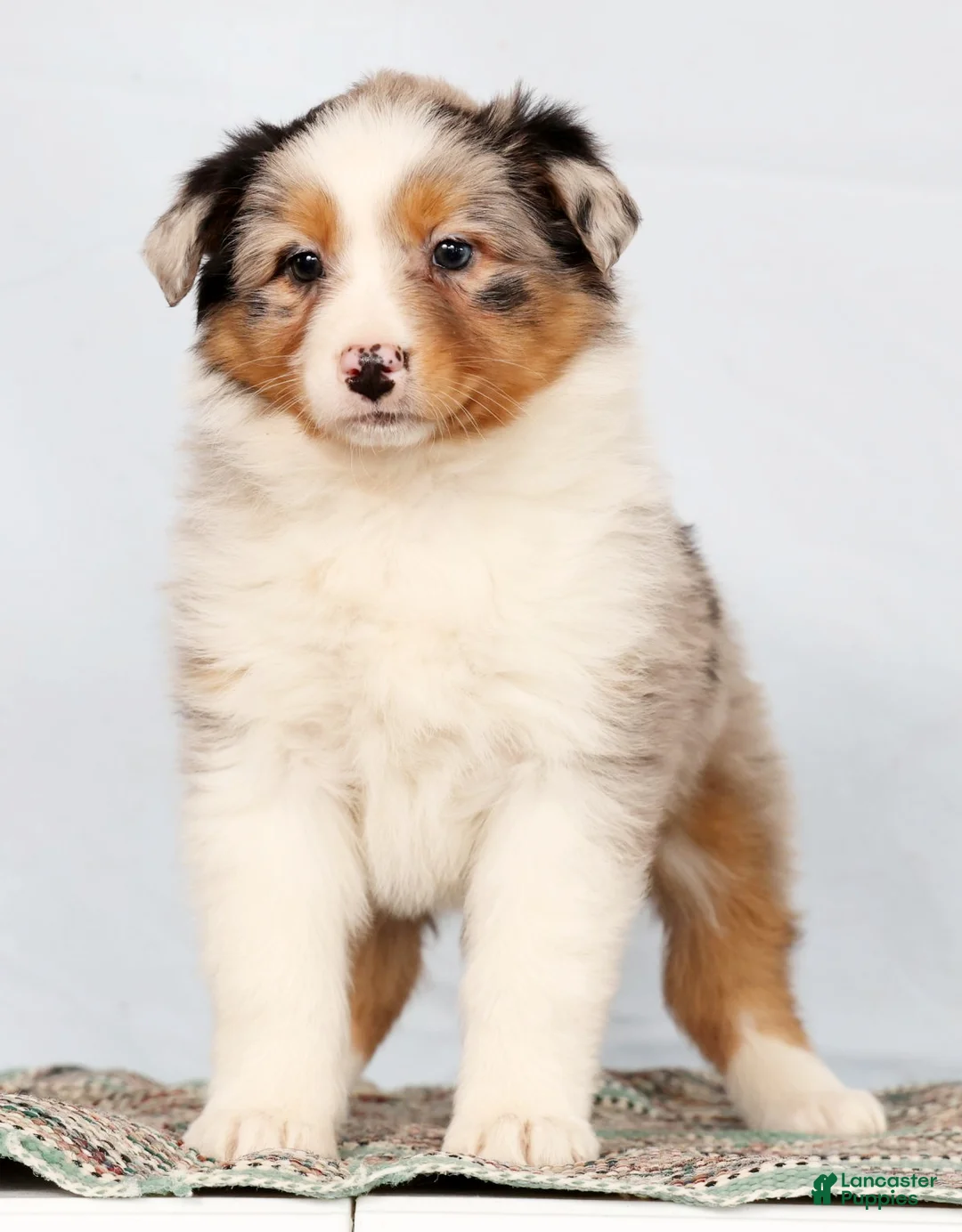 Australian Shepherd dogs for sale: Judy - Ad 2