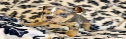 English Bulldog dogs for sale: Versace - Ad 97