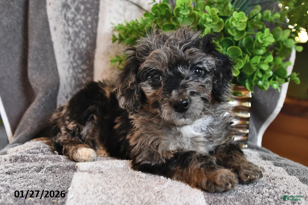 Bichpoo dogs for sale: Bella   - Ad 3