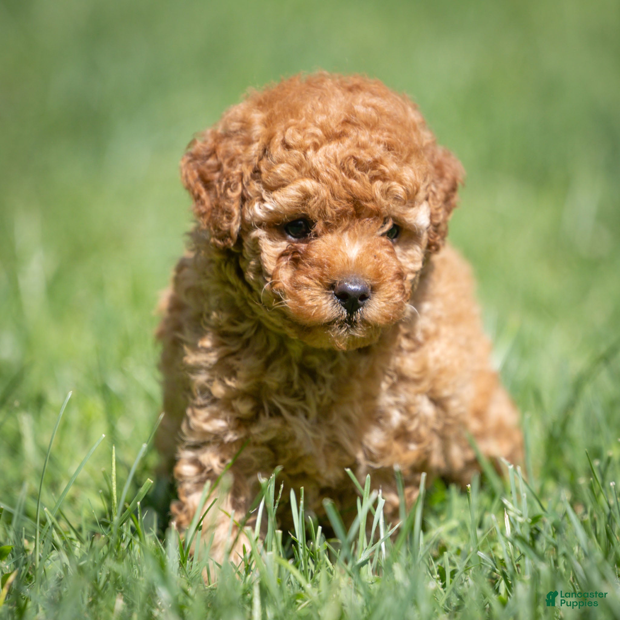 Miniature Poodle dogs Treasure Miniature Poodle  - Ad 2