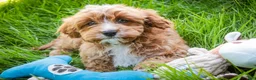 Cavapoo dogs for sale: Herbie - Ad 8
