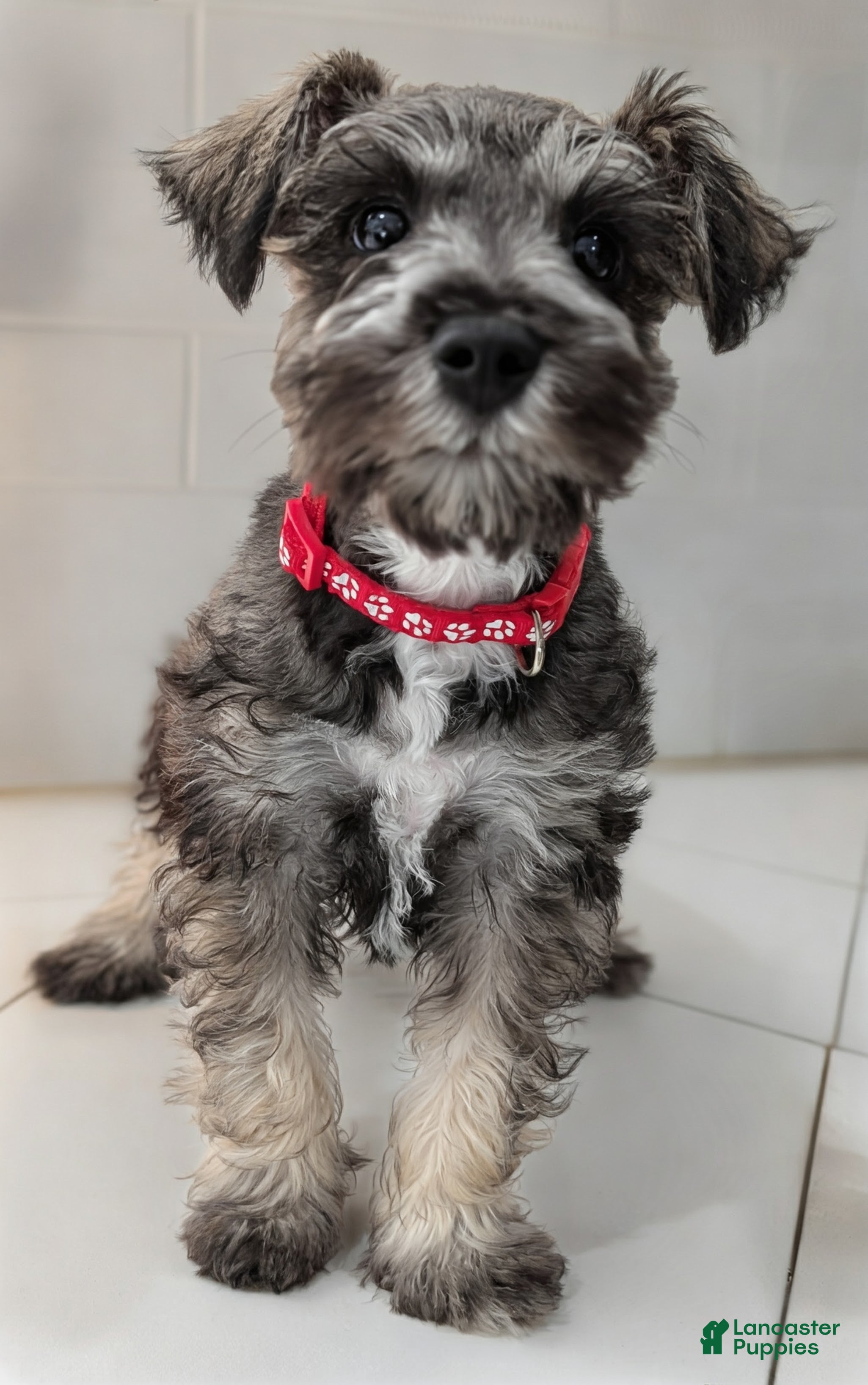 Miniature Schnauzer dogs Teddy - M - Ad 1
