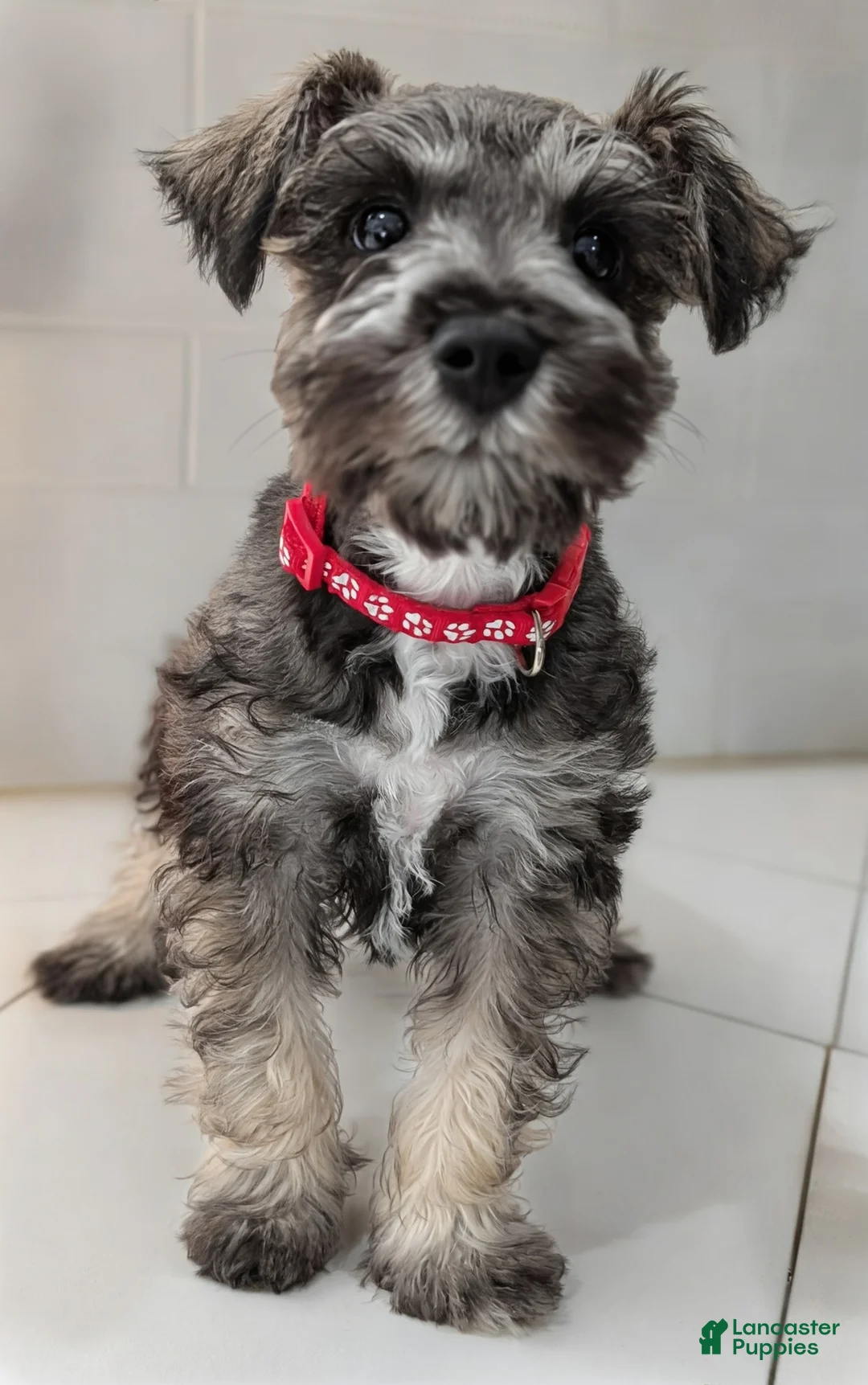 Miniature Schnauzer dogs for sale: Teddy - M - Ad 2