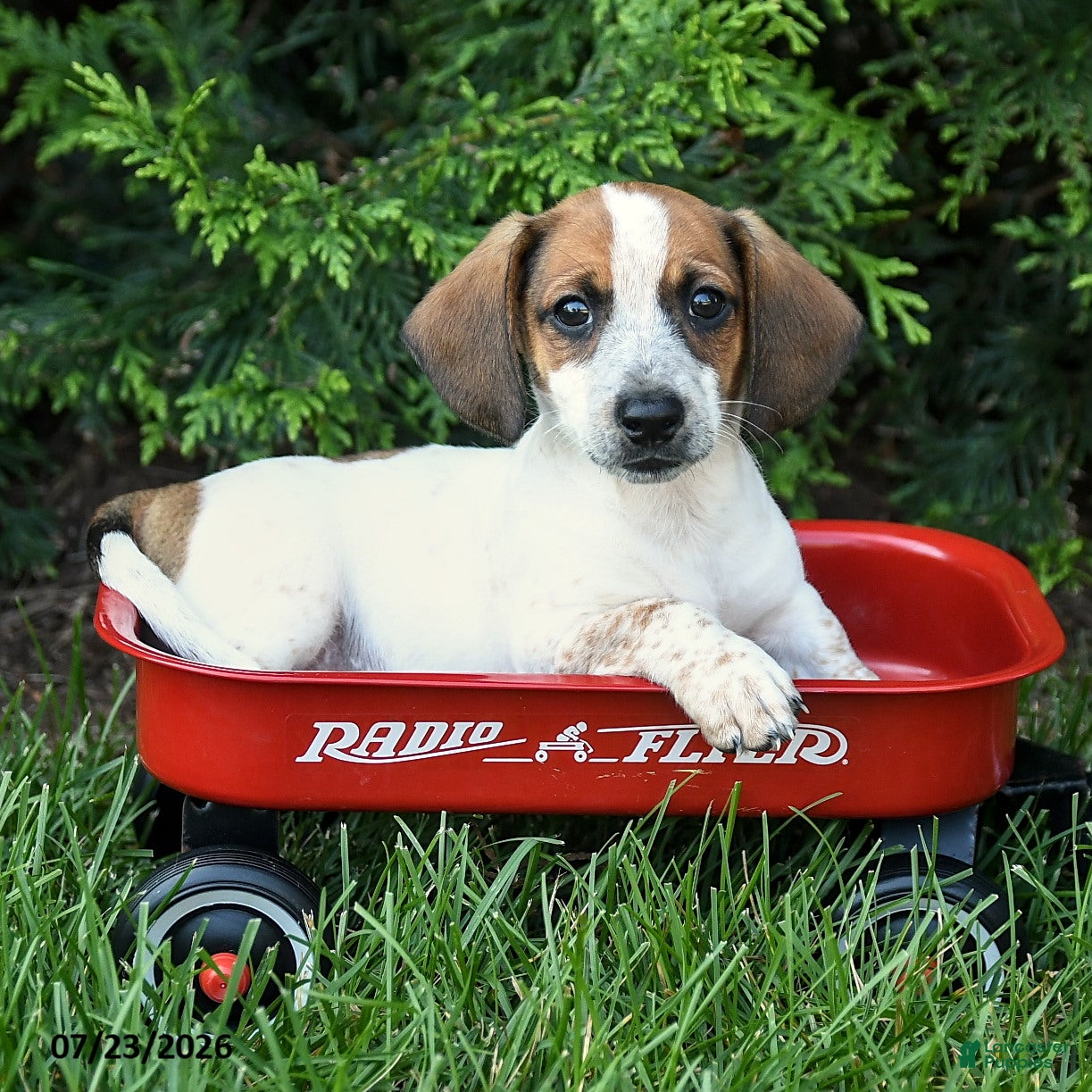 Mixed Breed dogs Franklin - Ad 2