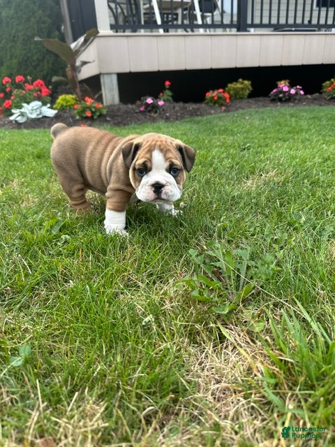 English Bulldog dogs Becca - Ad 2