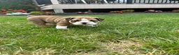 English Bulldog dogs for sale: Becca - Ad 2