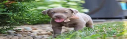 Labrador Retriever dogs for sale: Clover - Ad 12