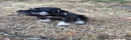 Schnauzer dogs for sale: Schnauzer Puppy 3 - Ad 9