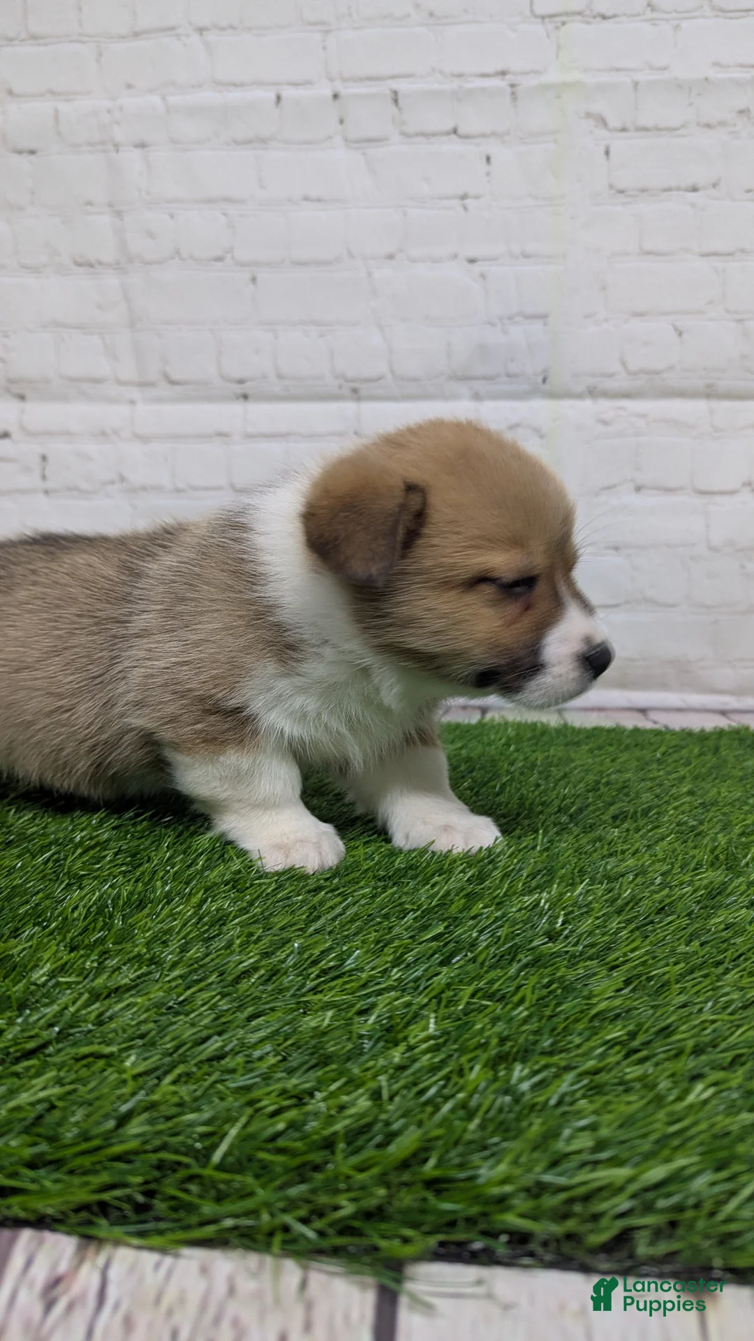 Welsh Corgi Pembroke dogs for sale: Molly - Ad 4