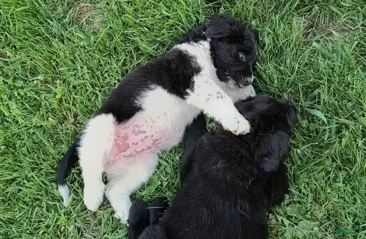 Newfoundland dogs for sale: Green collar - on hold  - Ad 5