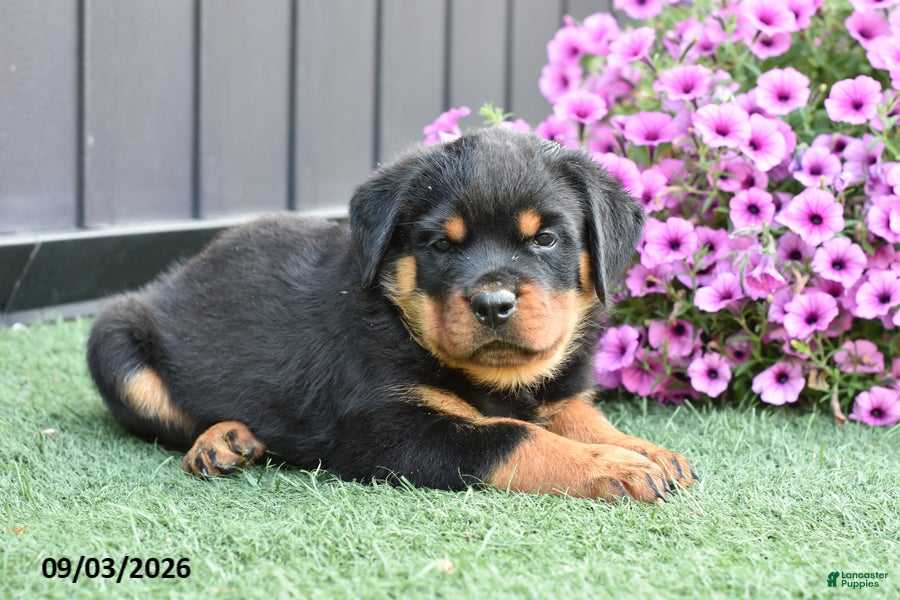 Rottweiler dogs Zoomy - Ad 2