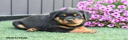 Rottweiler dogs for sale: Zoomy - Ad 2