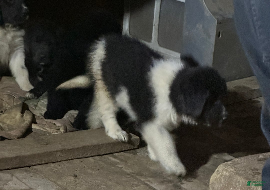 Newfoundland dogs for sale: Murphy - Ad 2