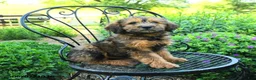 Mixed Breed dogs for sale: Patrick - Ad 2