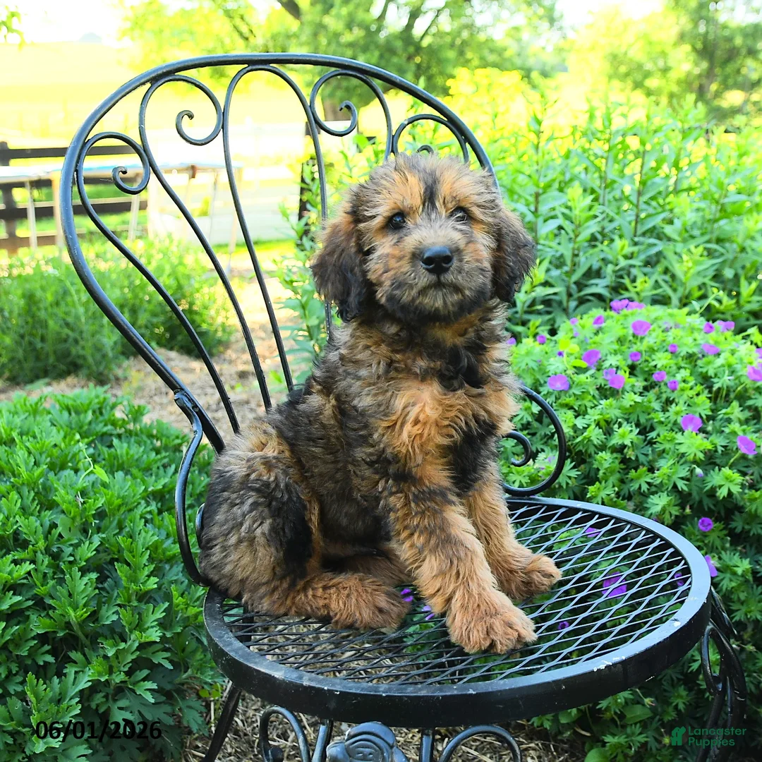 Mixed Breed dogs for sale: Patrick - Ad 2