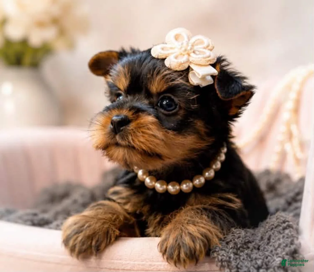 Yorkshire Terrier dogs for sale: Kiki 1.6lbs - Ad 2
