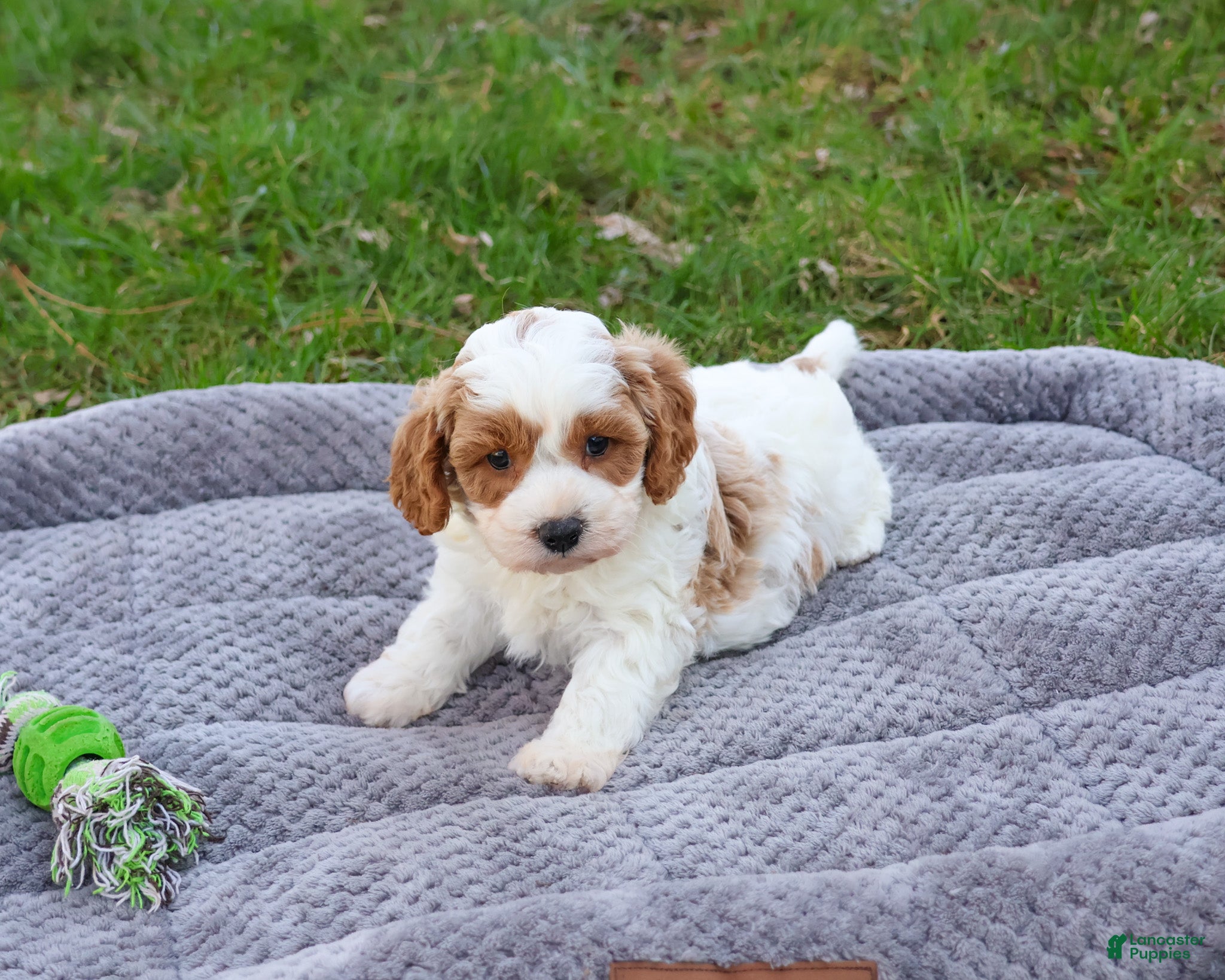 Cavapoo dogs Stellan  - Ad 37