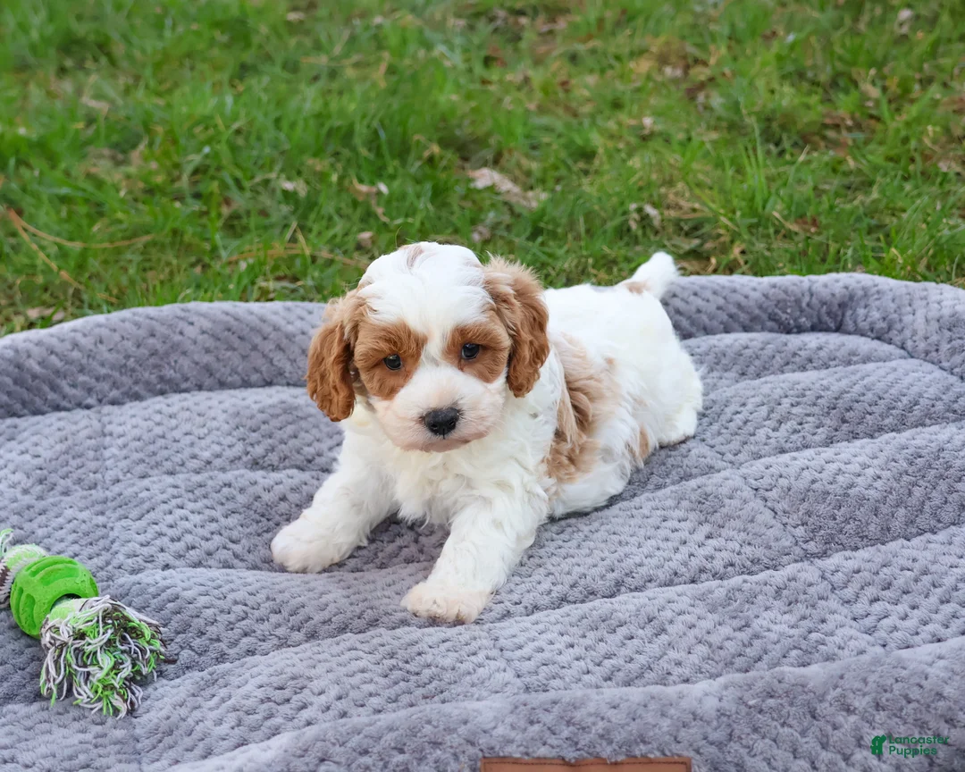 Cavapoo dogs for sale: Stellan  - Ad 1