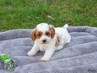 Cavapoo dogs Stellan - Ad 37