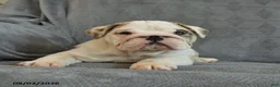 English Bulldog dogs for sale: Fawn - Ad 3