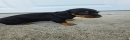 Dachshund dogs for sale: Poppy - Ad 3