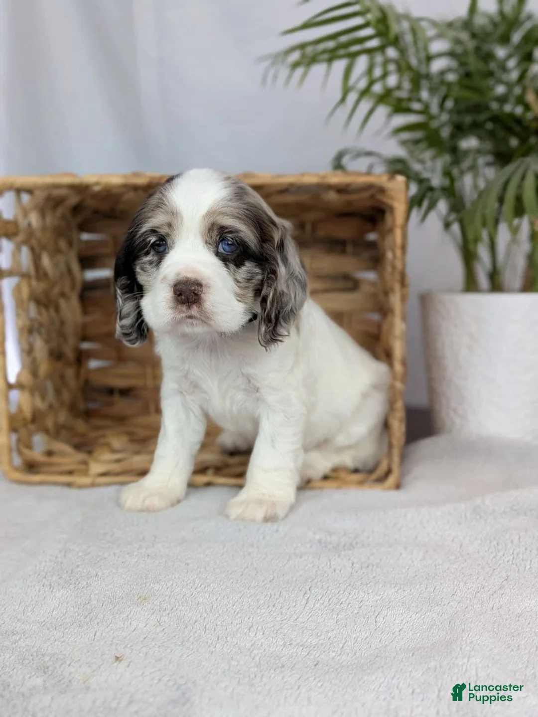 Cocker Spaniel dogs for sale: Cocker Spaniel Puppy 3 - Ad 2