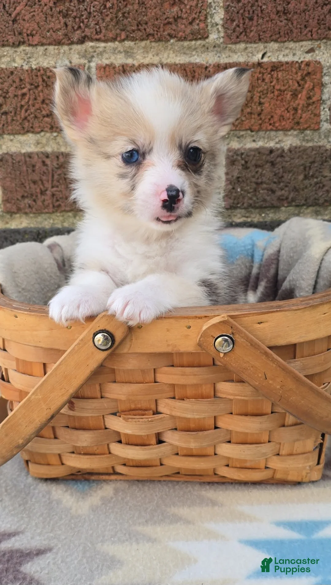 Welsh Corgi Pembroke dogs for sale: Welsh Corgi Pembroke Puppy 4 - Ad 1