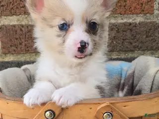 Welsh Corgi Pembroke dogs for sale: Welsh Corgi Pembroke Puppy 4 - Ad 2